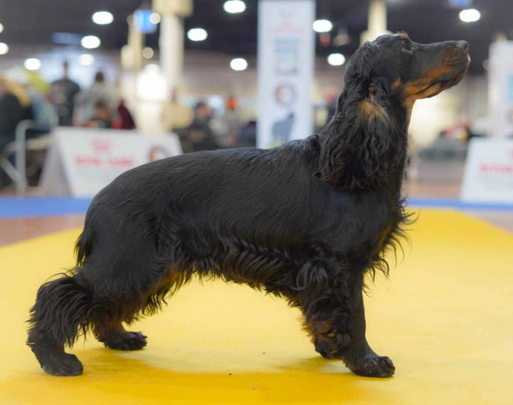 Les Cocker Spaniel Anglais de l'affixe Du Domaine De Biazak