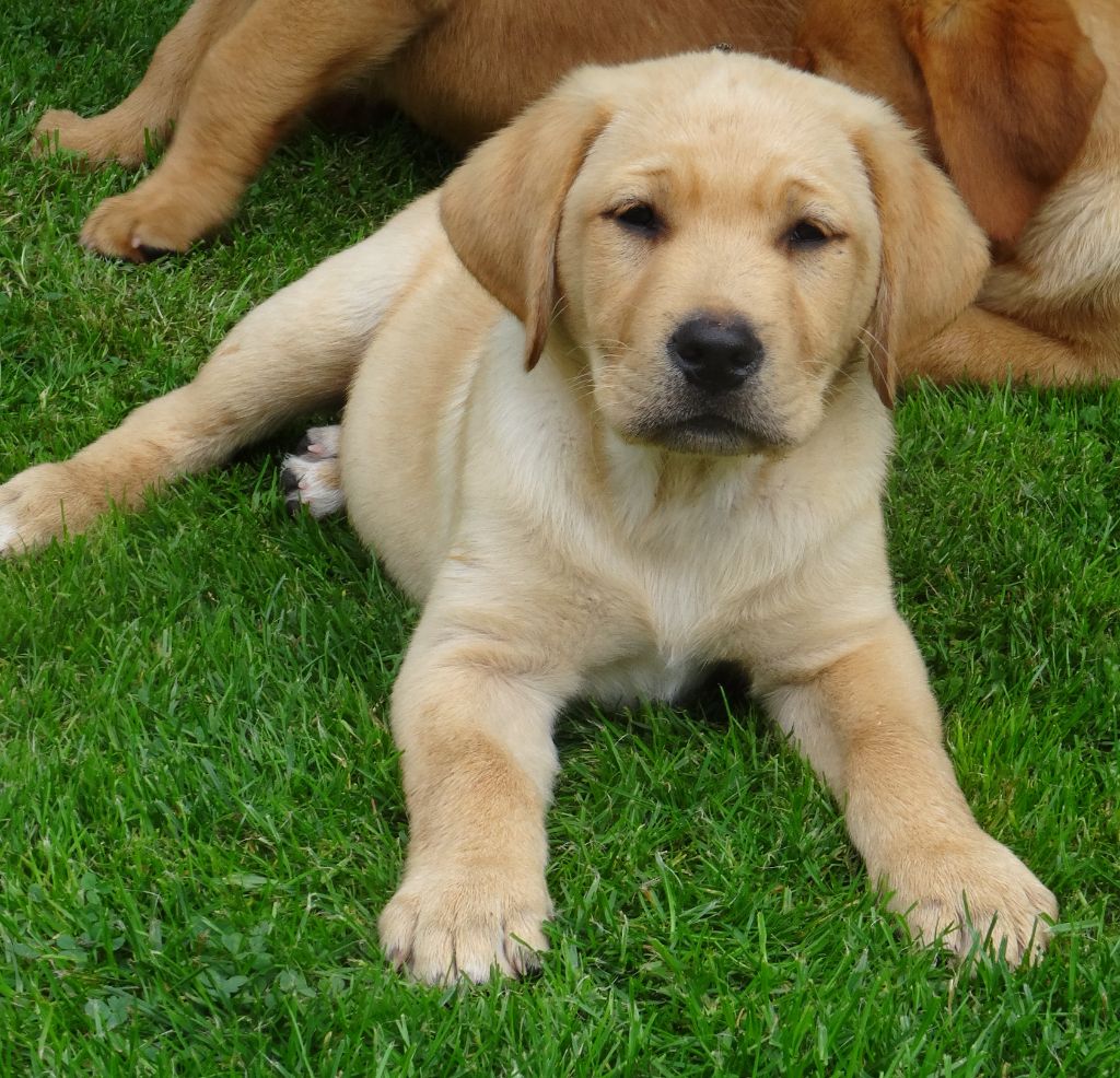 Du Domaine De Biazak - Chiot disponible  - Labrador Retriever