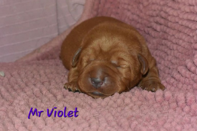 CHIOT 3 violet 