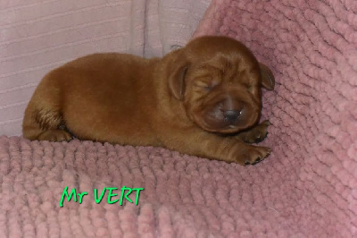 CHIOT 2 vert 