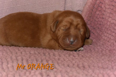 CHIOT 6 orange 