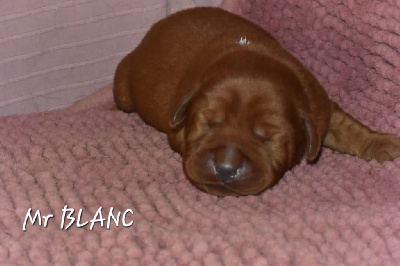 CHIOT 4 Blanc 