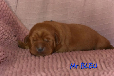 CHIOT 1 bleu 