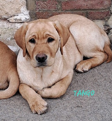 TANGO - collier bleu foncé 