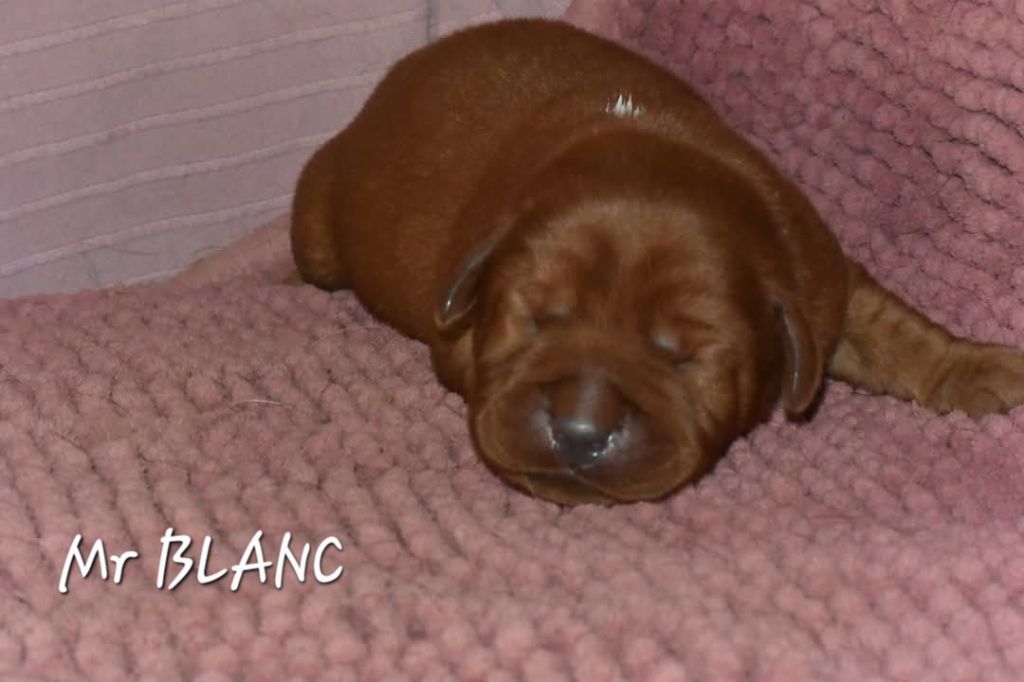 Du Domaine De Biazak - Chiot disponible  - Labrador Retriever