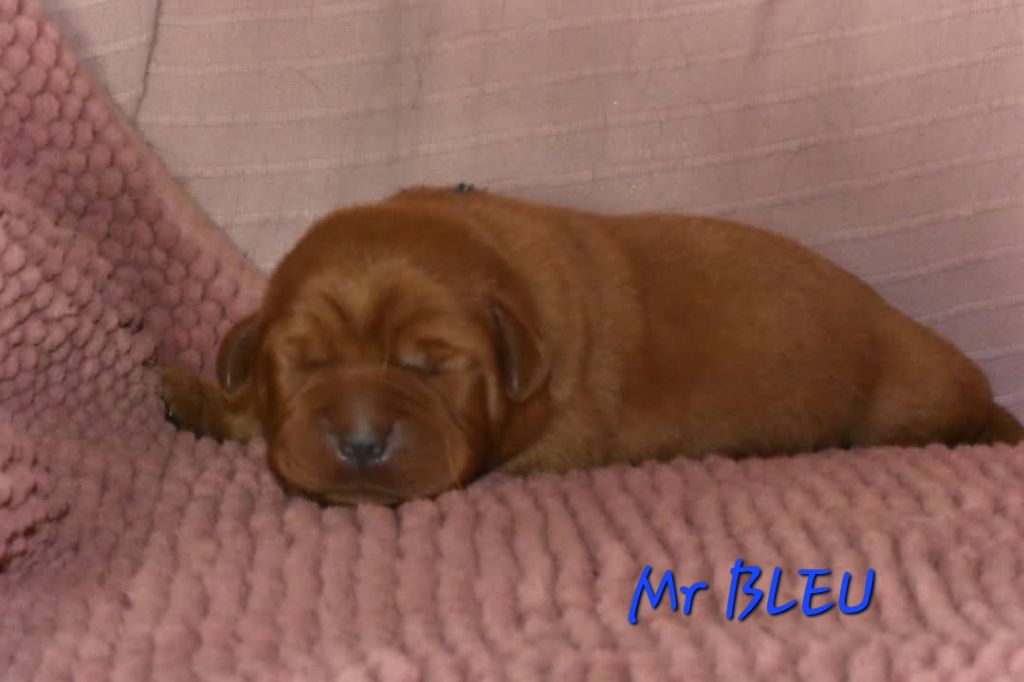 Du Domaine De Biazak - Chiot disponible  - Labrador Retriever