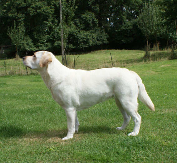 Griotte Du Domaine De Biazak