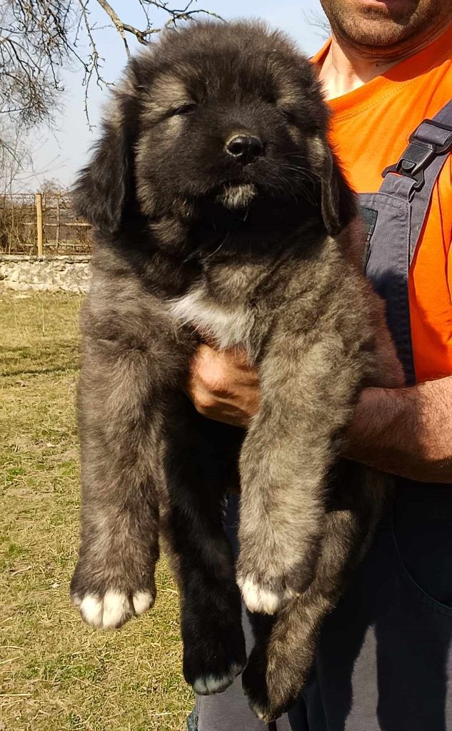 F-athos Russtil K.O