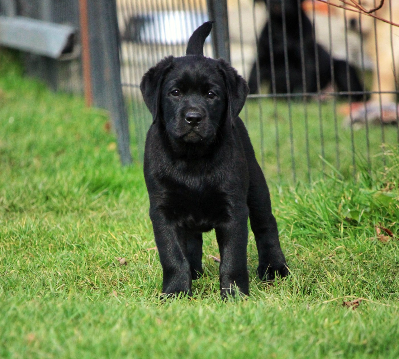 A SPARK FROM MY RED LOVE AKA AVANE Du Domaine De Biazak