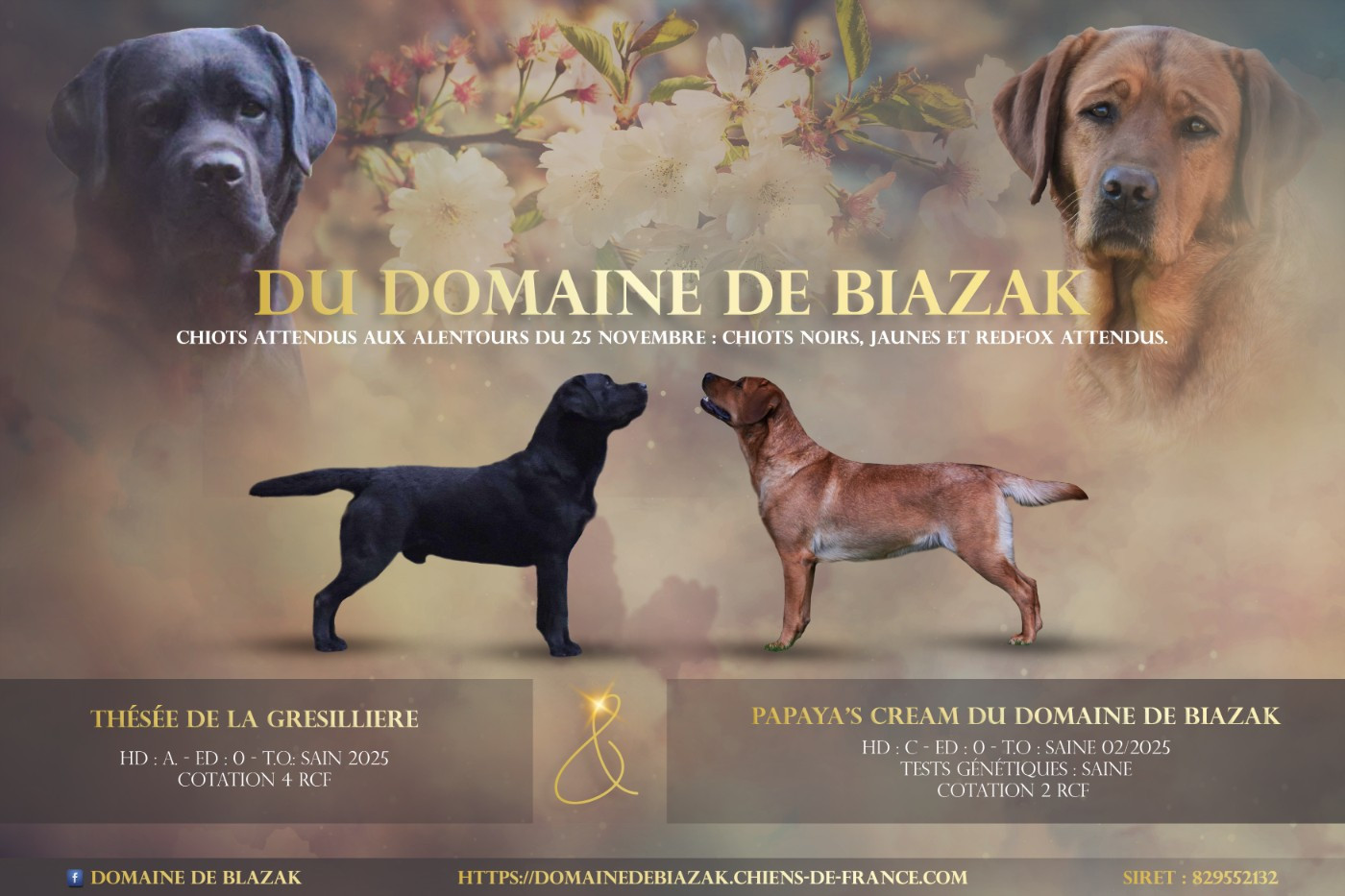 Les bébés de Papaye et Thésée sont nés le 26 novembre 💞