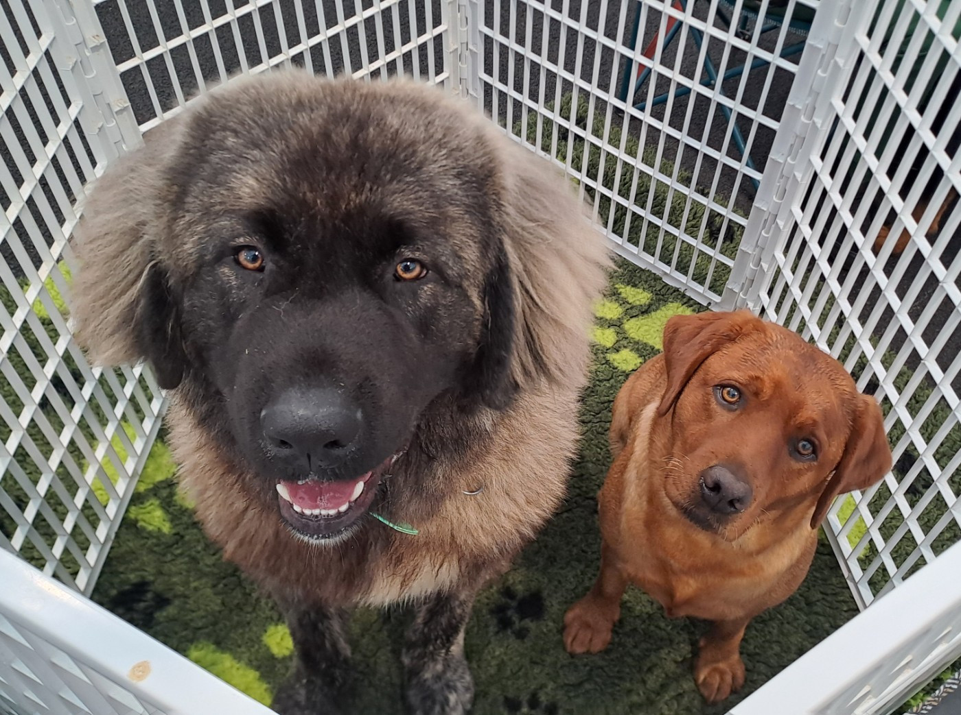 Pas d elevage de Caucase