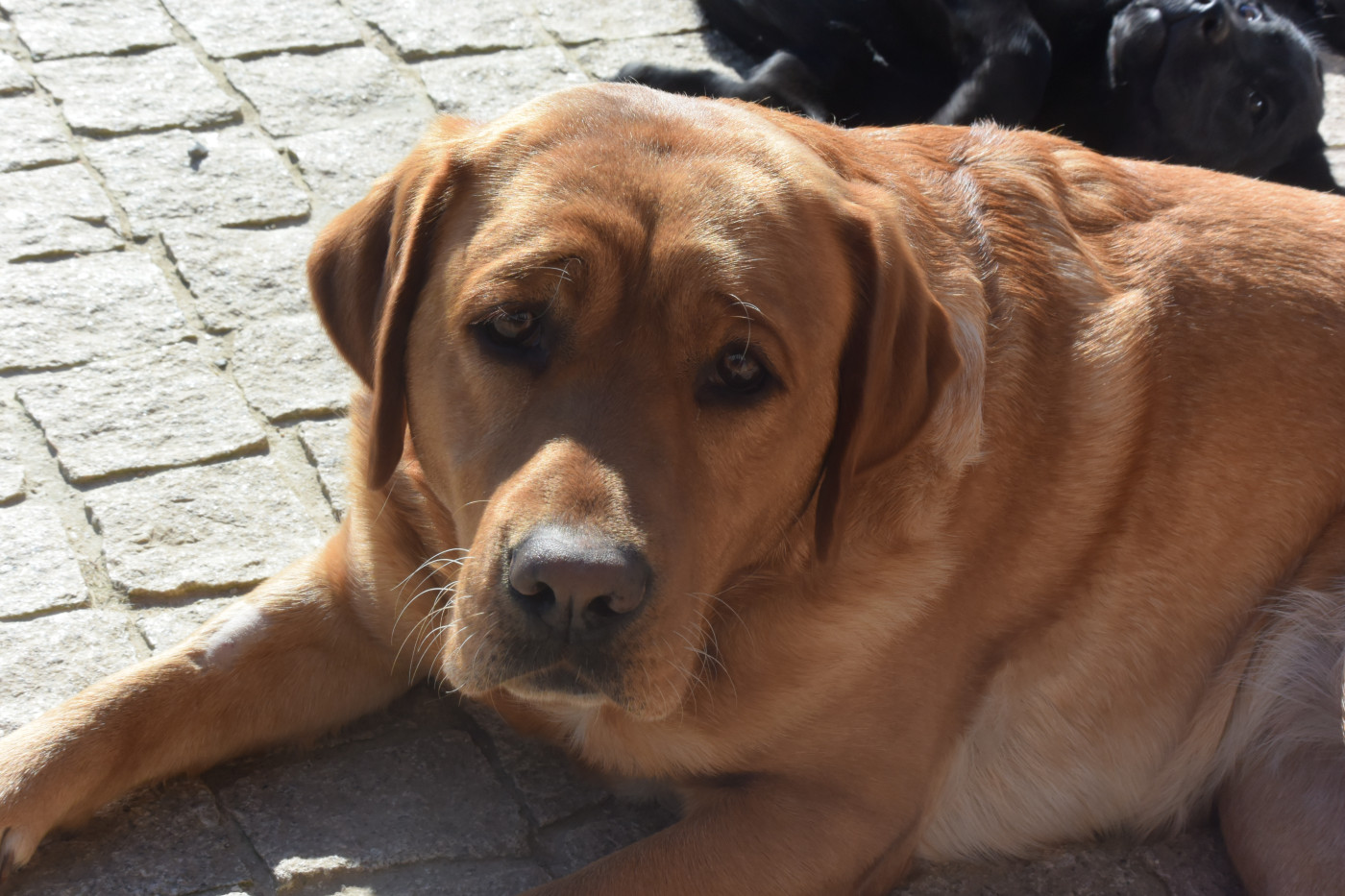 "TENDER PROMISE DU DOMAINE DE BIAZAK"