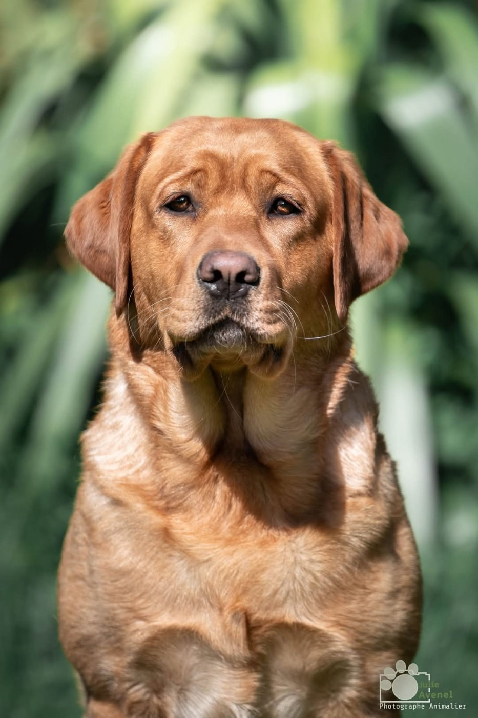 "TENDER PROMISE DU DOMAINE DE BIAZAK"