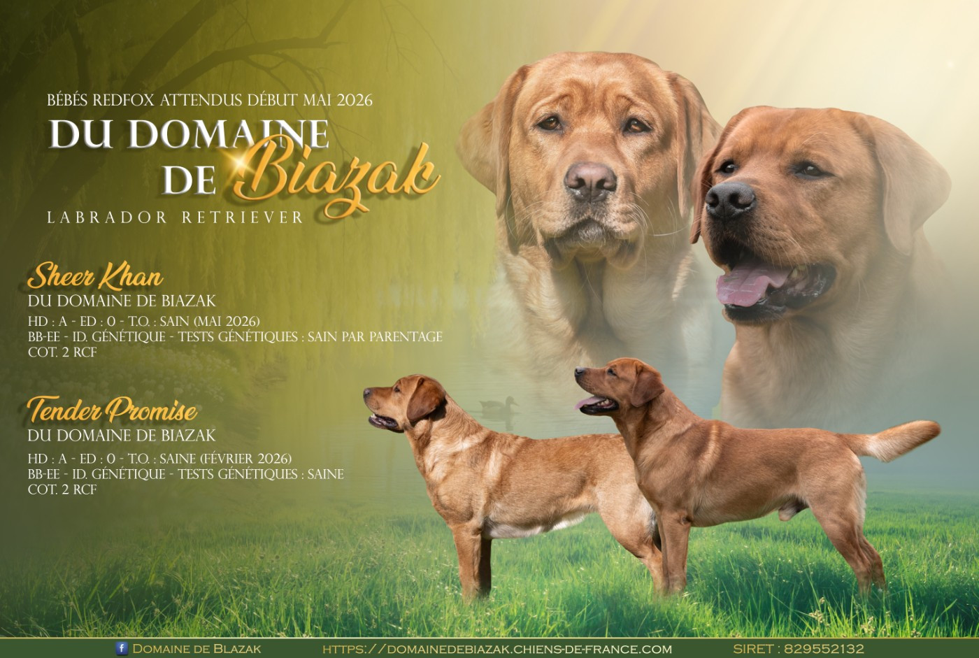 "TENDER PROMISE DU DOMAINE DE BIAZAK"