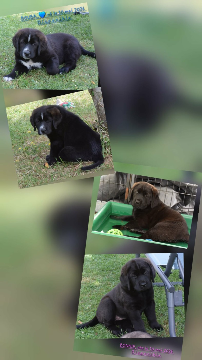 MARIAGE IMPREVU : 2 chiots disponibles croisés CAUCASE