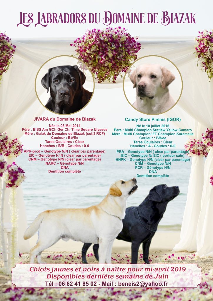 Du Domaine De Biazak - Labrador Retriever - Portée née le 16/04/2019