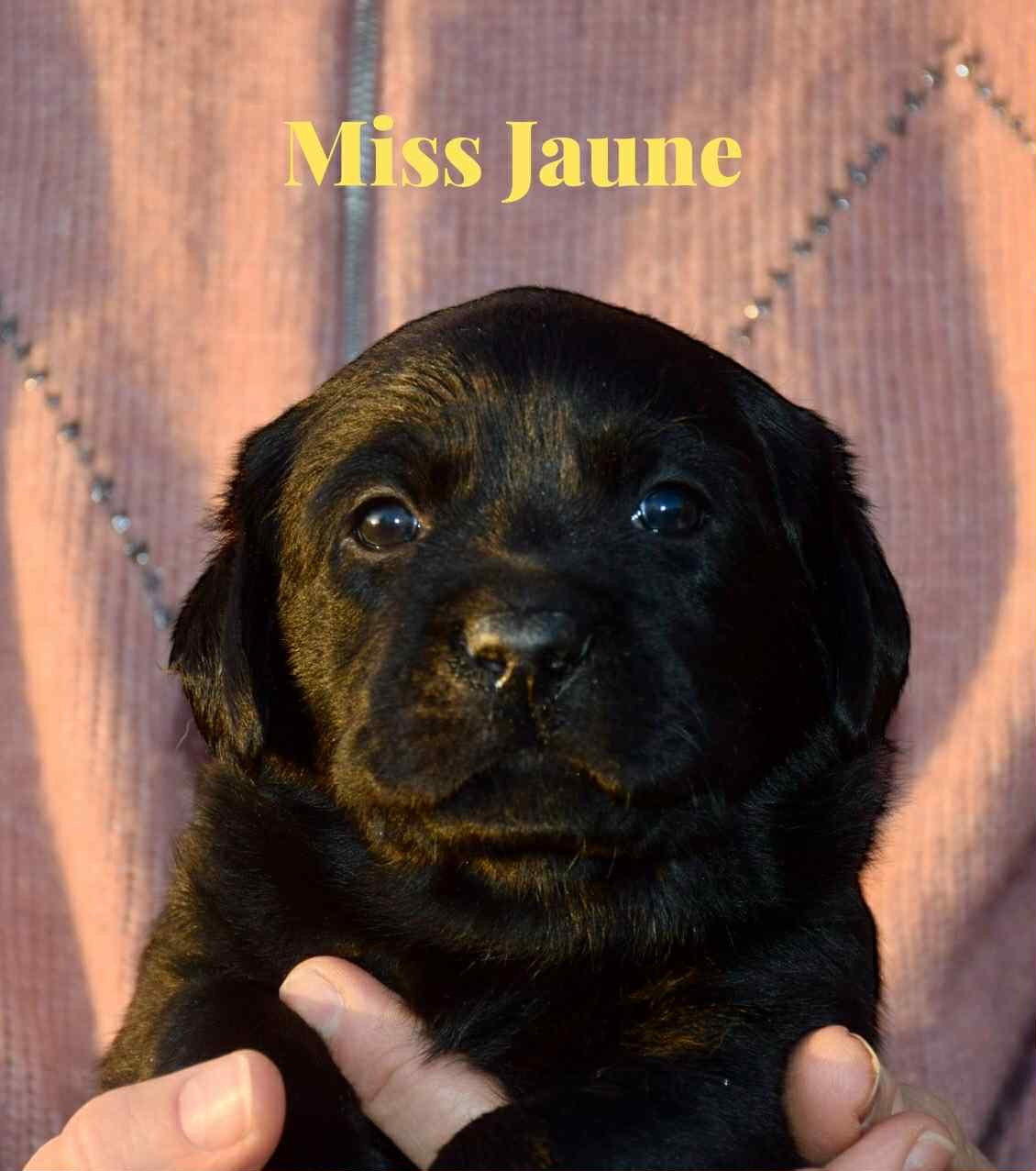 Du Domaine De Biazak - Chiots disponibles - Labrador Retriever