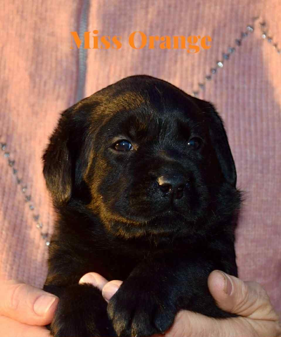 Du Domaine De Biazak - Chiots disponibles - Labrador Retriever