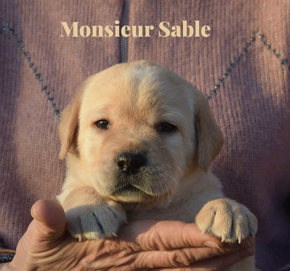 Du Domaine De Biazak - Chiots disponibles - Labrador Retriever