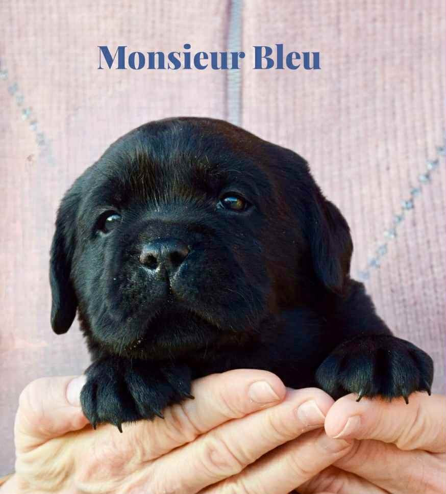Du Domaine De Biazak - Chiots disponibles - Labrador Retriever