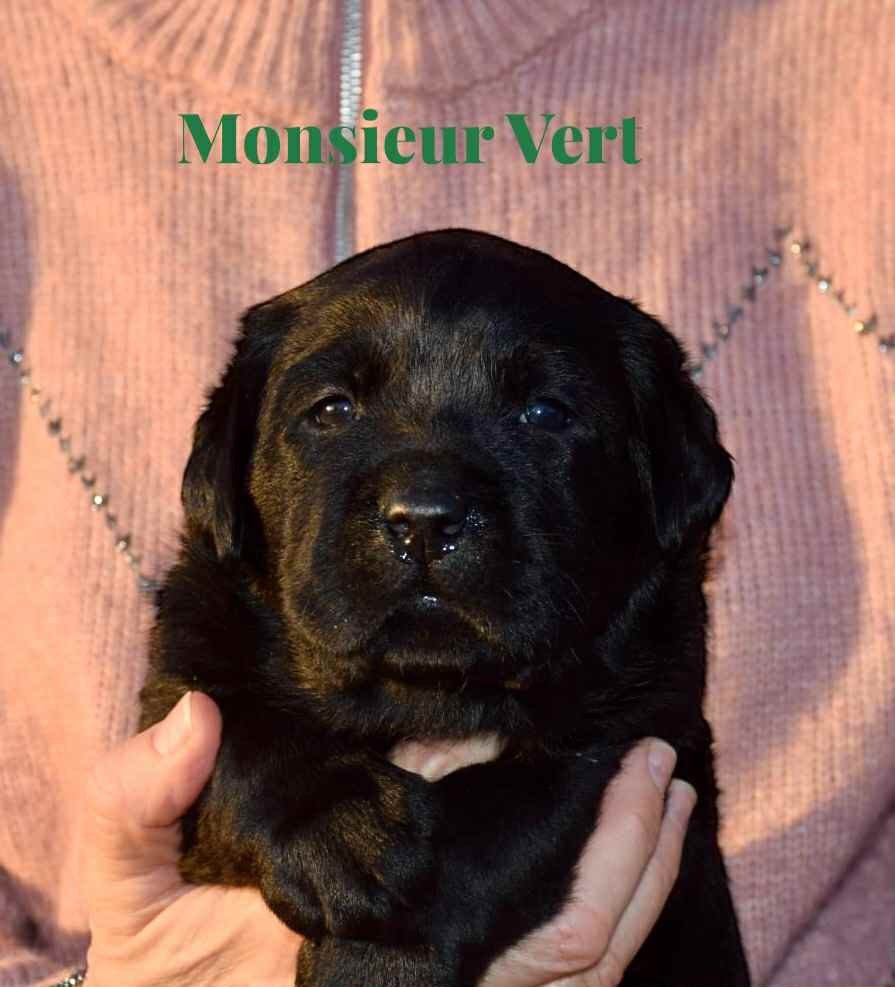Du Domaine De Biazak - Chiots disponibles - Labrador Retriever