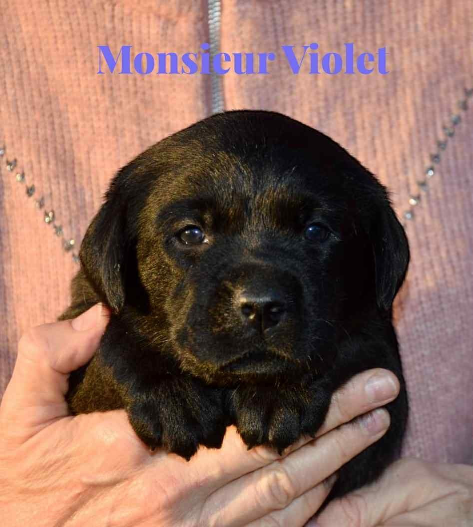 Du Domaine De Biazak - Chiots disponibles - Labrador Retriever