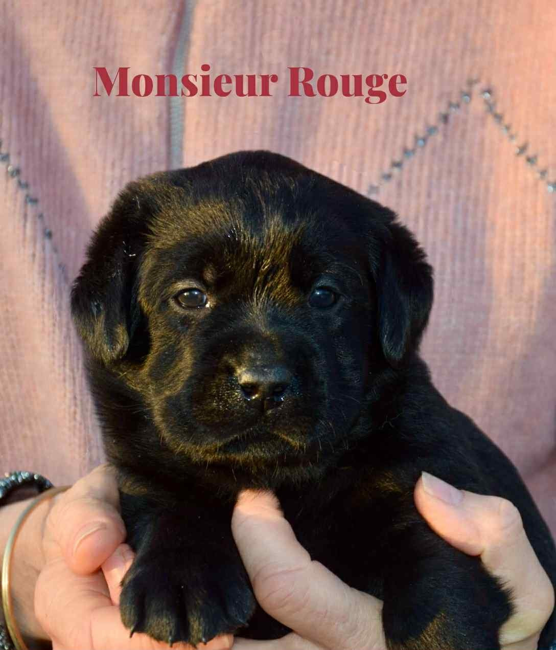 Du Domaine De Biazak - Chiots disponibles - Labrador Retriever