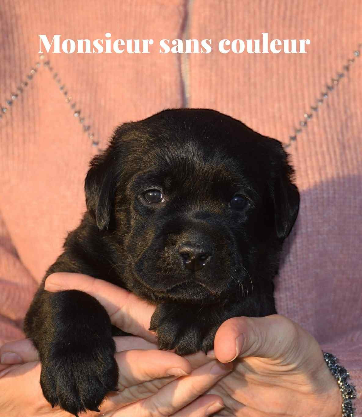 Du Domaine De Biazak - Chiots disponibles - Labrador Retriever