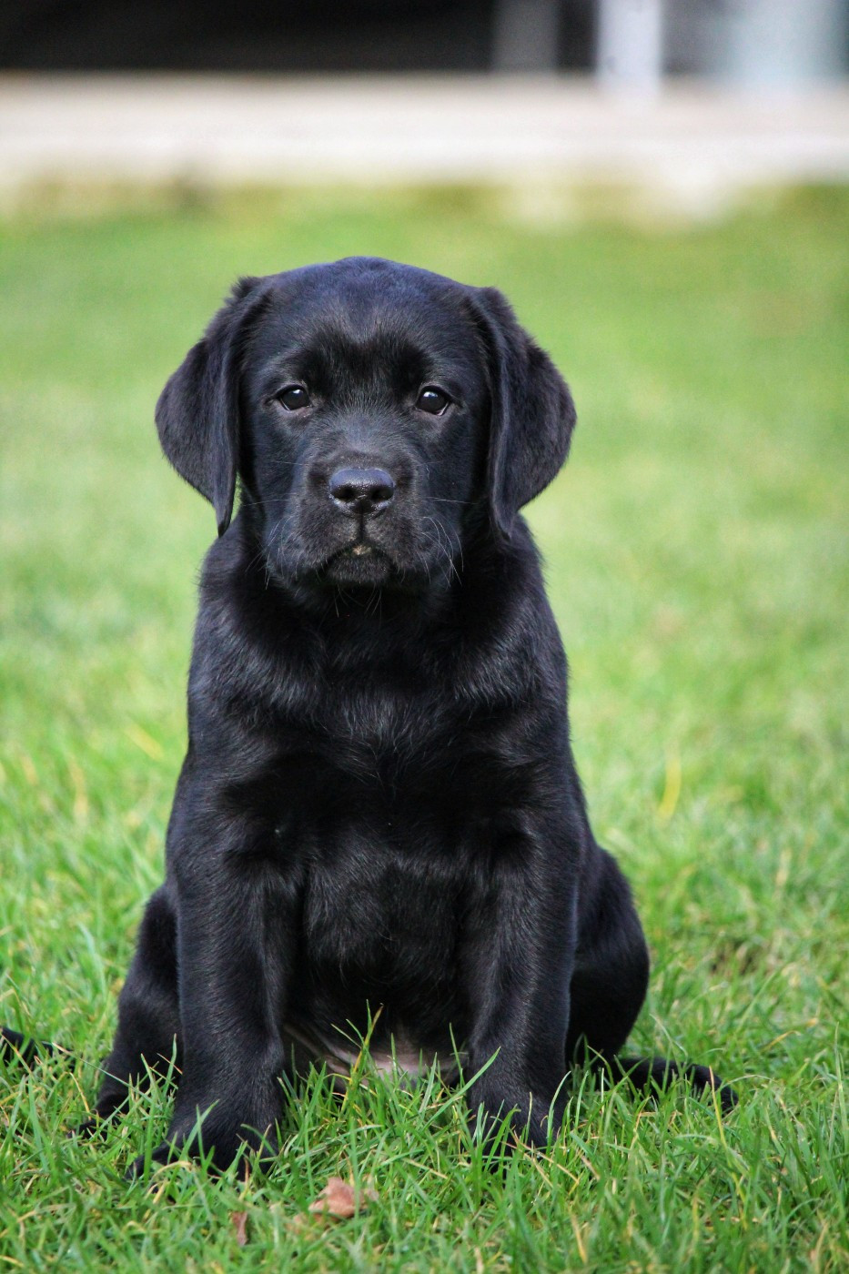 Du Domaine De Biazak - Chiots disponibles - Labrador Retriever