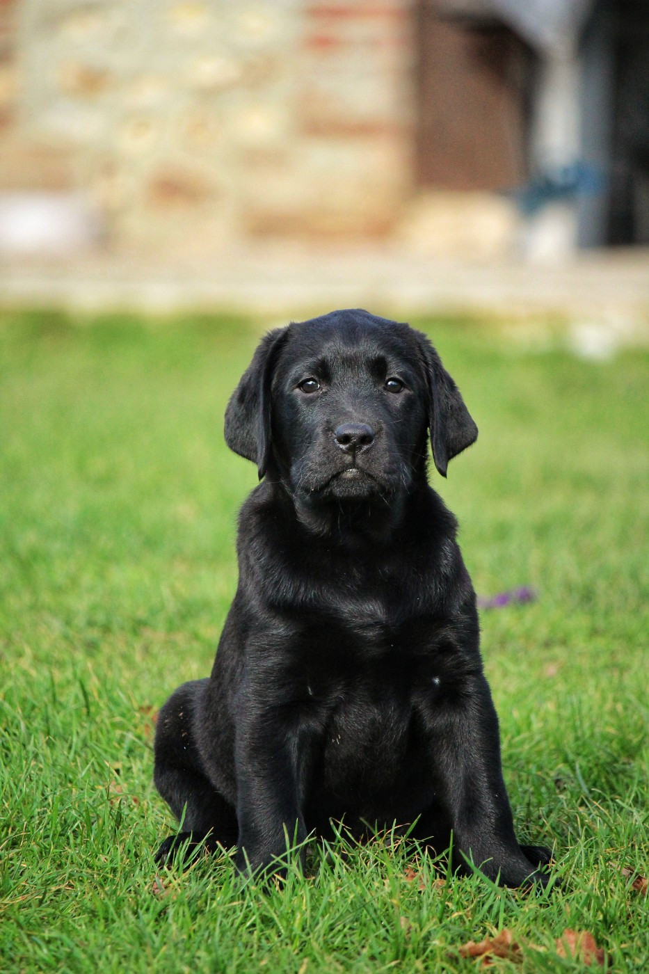 Du Domaine De Biazak - Chiots disponibles - Labrador Retriever