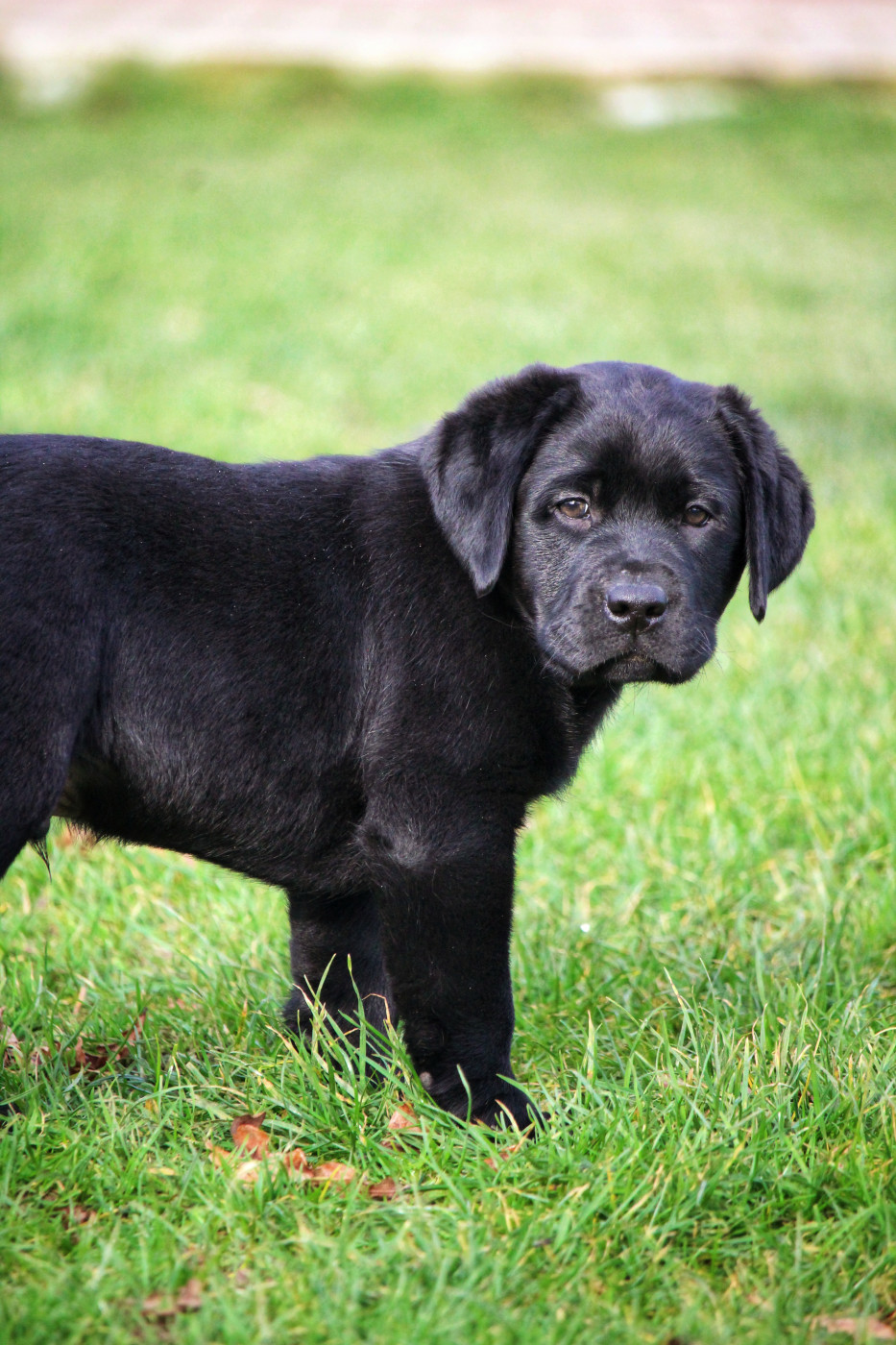 Du Domaine De Biazak - Chiots disponibles - Labrador Retriever
