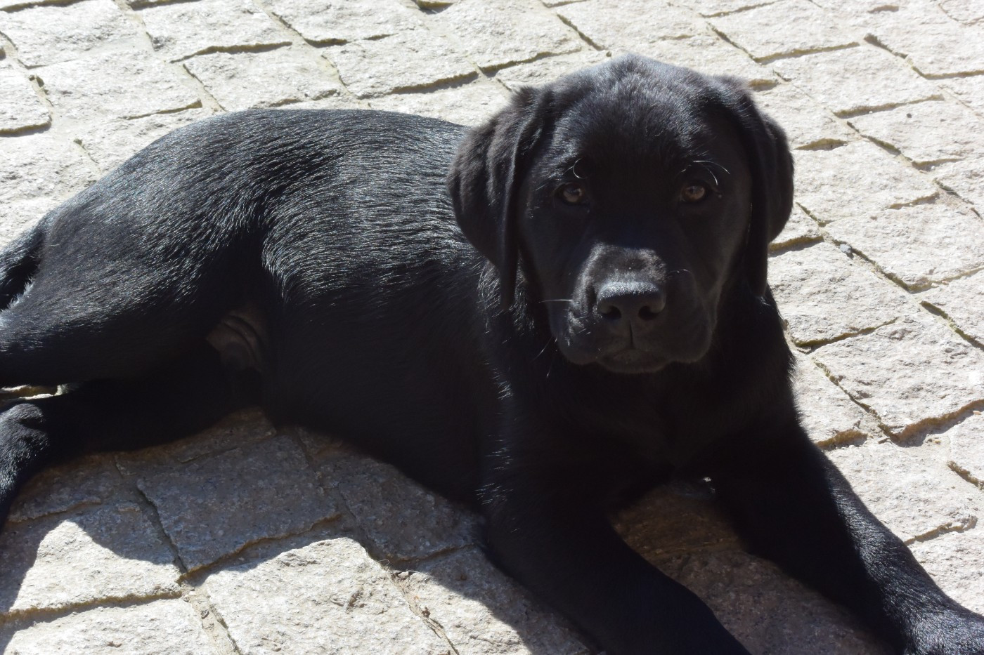 Du Domaine De Biazak - Chiots disponibles - Labrador Retriever