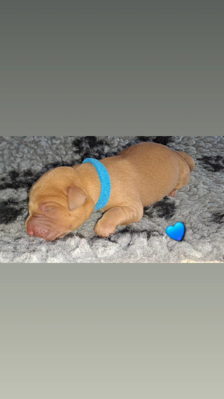 Du Domaine De Biazak - Chiots disponibles - Labrador Retriever