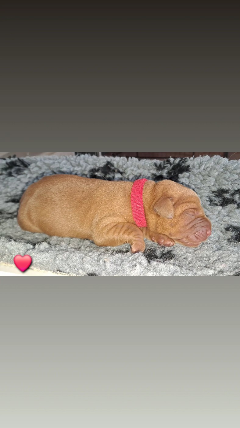 Du Domaine De Biazak - Chiots disponibles - Labrador Retriever