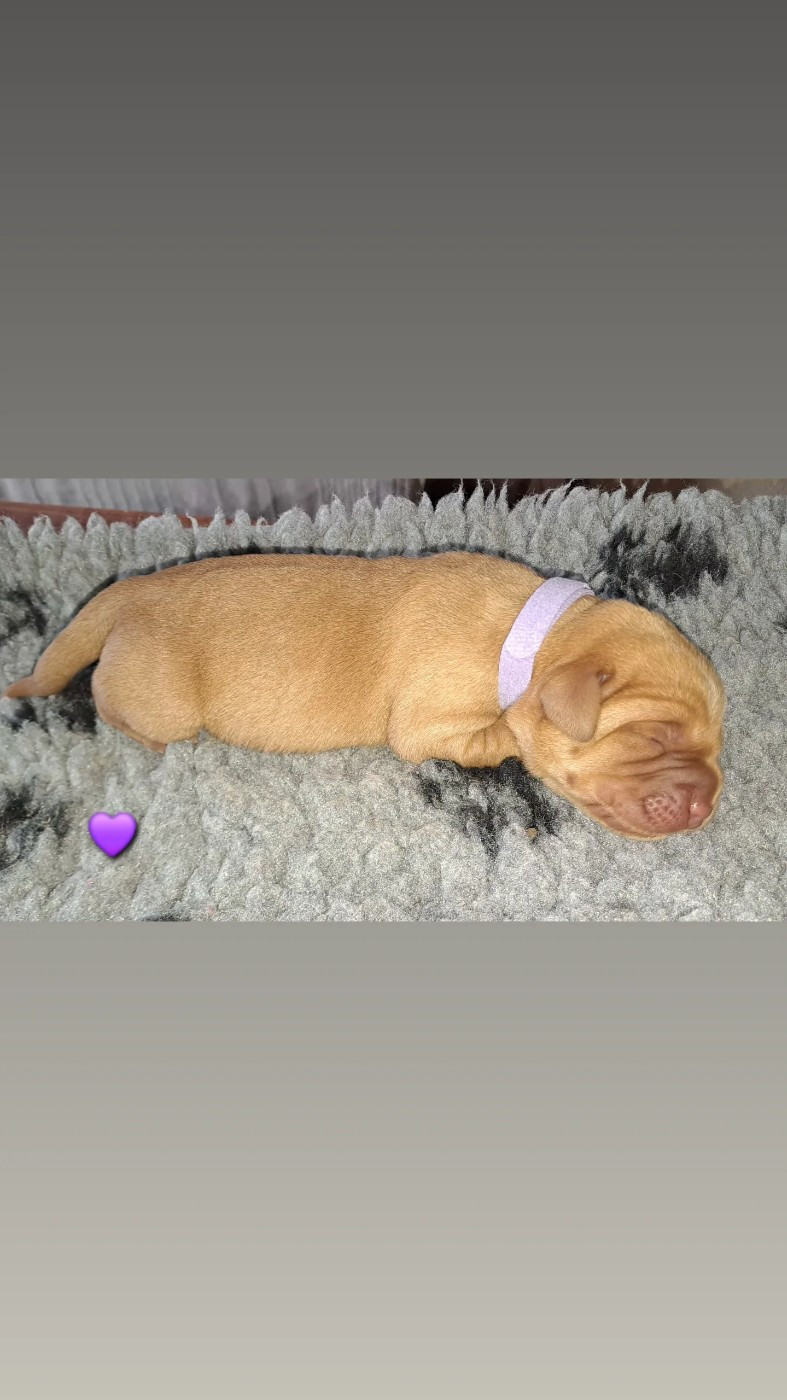 Du Domaine De Biazak - Chiots disponibles - Labrador Retriever