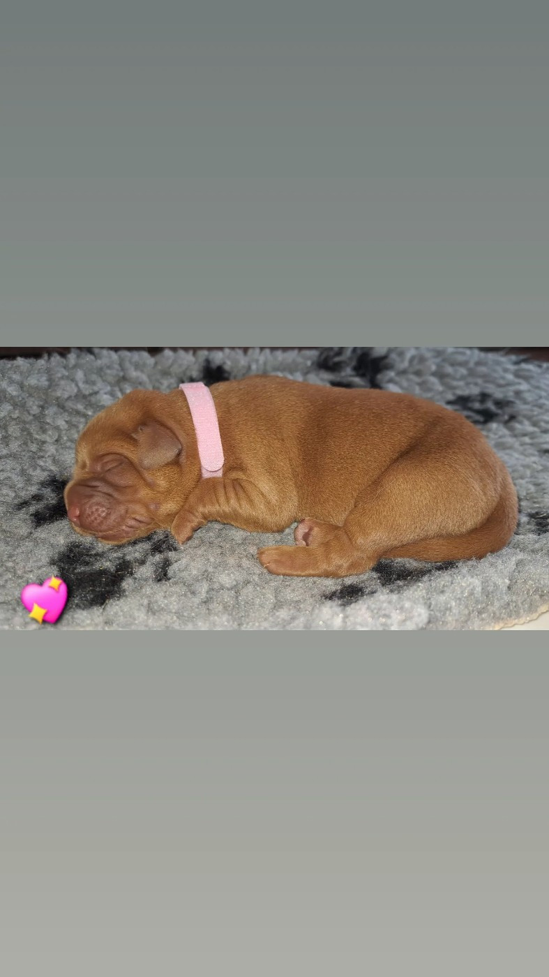 Du Domaine De Biazak - Chiots disponibles - Labrador Retriever