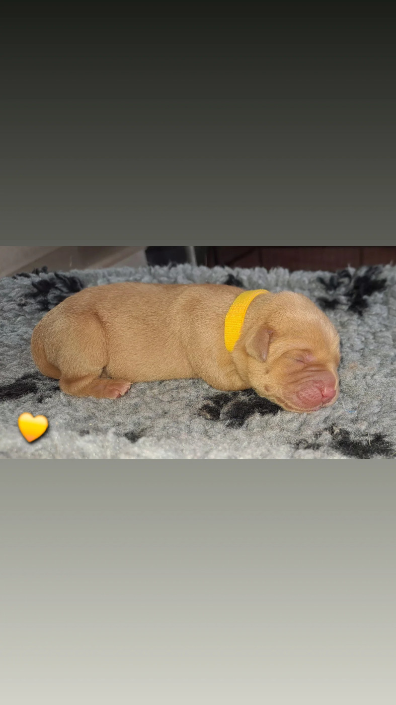 Du Domaine De Biazak - Chiots disponibles - Labrador Retriever
