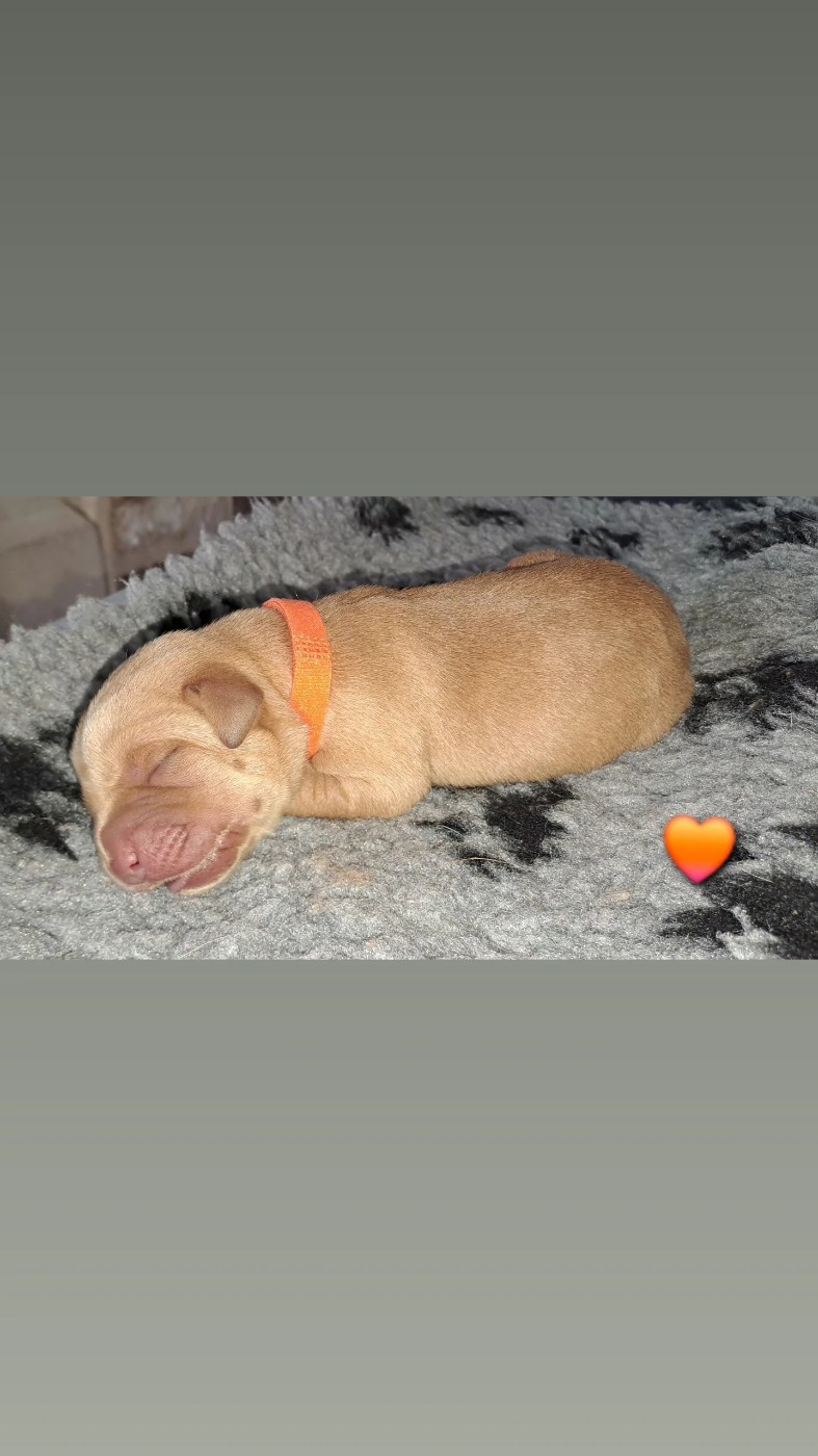 Du Domaine De Biazak - Chiots disponibles - Labrador Retriever
