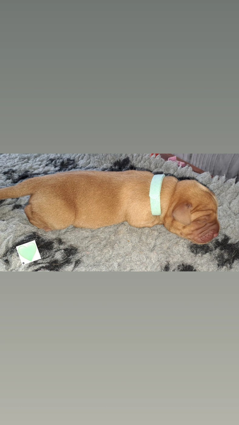 Du Domaine De Biazak - Chiots disponibles - Labrador Retriever