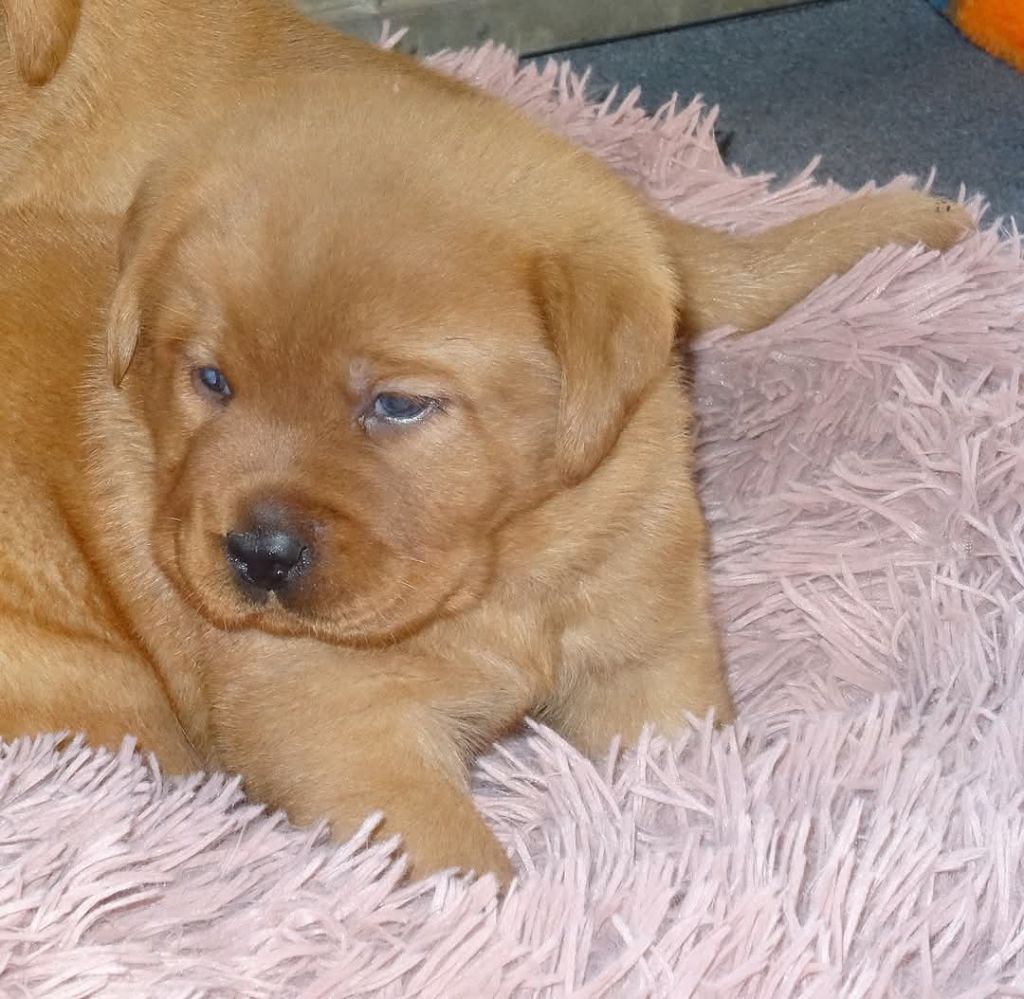 Du Domaine De Biazak - Chiots disponibles - Labrador Retriever