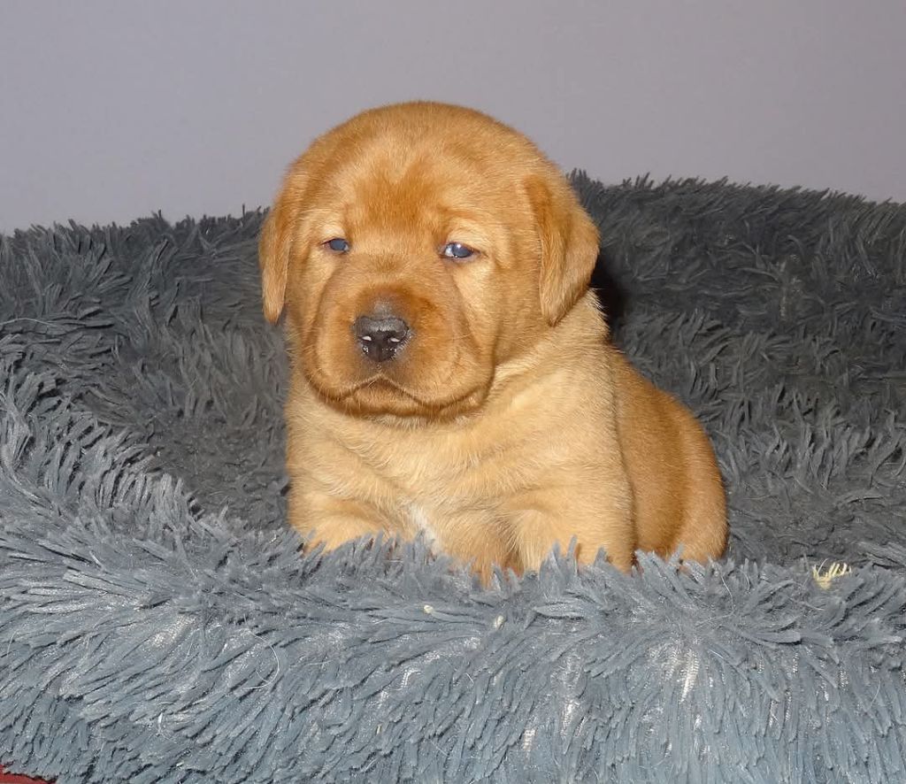 Du Domaine De Biazak - Chiots disponibles - Labrador Retriever