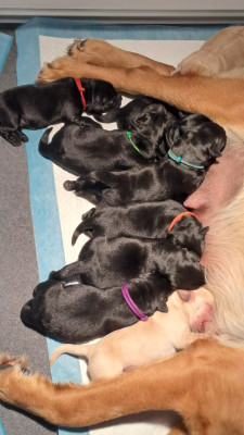 CHIOT 4 couleur jaune foncé