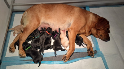 CHIOT 9 couleur noire