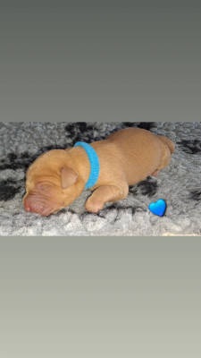 CHIOT bleu