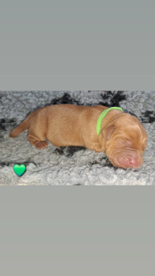CHIOT vert