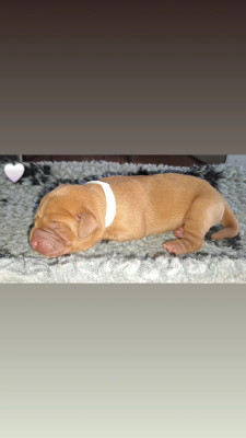 CHIOT blanc