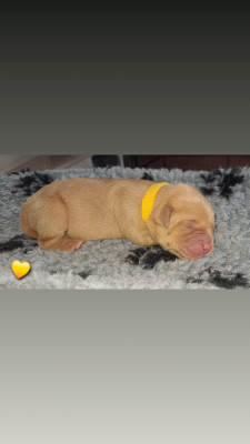 CHIOT jaune