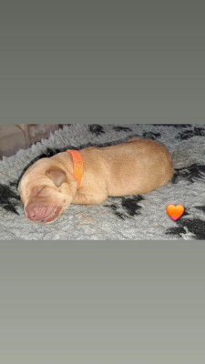 CHIOT orange