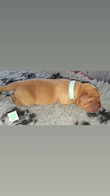 CHIOT vert d eau