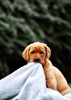 CHIOT SANS COLLIER 